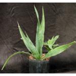 Sansevieria dumetescens (WY 1157) one-gallon pots