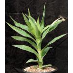 Sansevieria dumetescens (WY 1157) 2-gallon pots