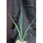Sansevieria ebracteata 2-gallon pots