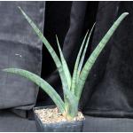 Sansevieria ebracteata one-gallon pots