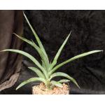 Sansevieria ehrenbergii x arborescens (Pfennig) one-gallon pots