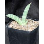 Sansevieria eilensis one-gallon pots