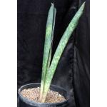 Sansevieria elliptica(Horwood424)3-gallon pots
