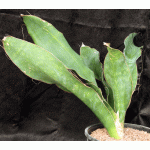Sansevieria elliptica (Kilaguni Lodge, Kenya) 3-gallon pots