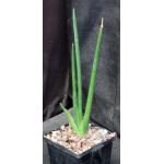 Sansevieria erythraeae 5-inch pots