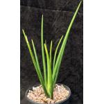 Sansevieria erythraeae 2-gallon pots
