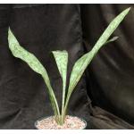 Sansevieria fasciata (patterned leaves) 8-inch pots