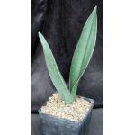 Sansevieria forskaliana (Yemen) one-gallon pots