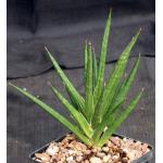 Sansevieria francisii (FKH 432) 5-inch pots