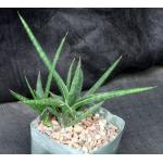 Sansevieria gracilis 5-inch pots