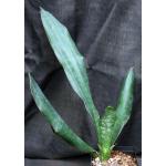 Sansevieria grandis (Mason 119, Monaco Exotic Garden) one-gallon