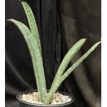 Sansevieria hallii (large form) 2-gallon pots