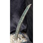 Sansevieria hallii cvPink Bat one-gallon pots
