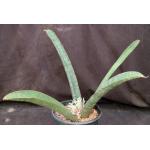 Sansevieria hallii (large form) 2-gallon pots