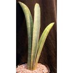 Sansevieria hallii (large form) 2-gallon pots