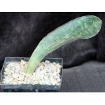 Sansevieria humiflora cv Hawaiian Star 5-inch pots