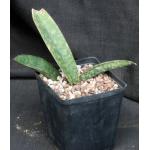 Sansevieria humiflora cv Hawaiian Star one-gallon pots