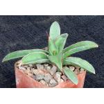 Sansevieria lavranii 3-inch pots