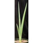 Sansevieria lavranii 8-inch pots