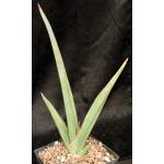Sansevieria lavranii (Lav 24688) one-gallon pots