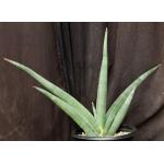 Sansevieria lavranii (Lav 24688) 2-gallon pots