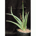 Sansevieria lavranii (Lav 24688) 3-gallon pots