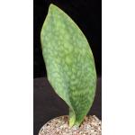 Sansevieria masoniana 8-inch pots