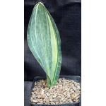Sansevieria masoniana variegate one-gallon pots