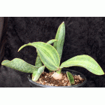 Sansevieria masoniana variegate 2-gallon pots
