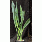 Sansevieria metallica one-gallon pots