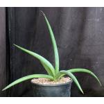 Sansevieria mikephillipsii 2-gallon pots