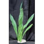 Sansevieria nilotica one-gallon pots