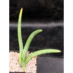 Sansevieria patens 5-inch pots