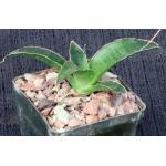 Sansevieria pearsonii 3-inch pots