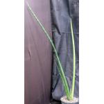 Sansevieria pearsonii (variegated) 8-inch pots
