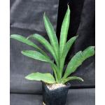 Sansevieria pedicellata 5-inch pots