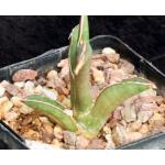 Sansevieria pfisteri (R2087) 5-inch pots