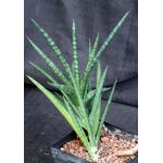 Sansevieria phillipsiae (KEW 410-74-03700) one-gallon pots