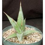 Sansevieria pinguicula 8-inch pots