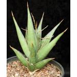 Sansevieria pinguicula 2-gallon pots