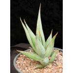 Sansevieria pinguicula 2-gallon pots