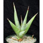 Sansevieria pinguicula 8-inch pots