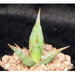 Sansevieria pinguicula (Bally 9386) 5-inch pots