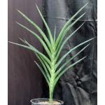 Sansevieria powellii (Pfennig) 2-gallon pots