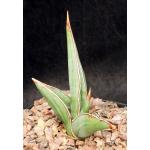 Sansevieria powellii (Lav 24534) one-gallon pots