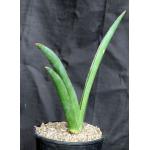 Sansevieria robusta 2-gallon pots