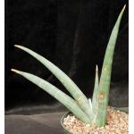 Sansevieria rorida (Lav 23319) 8-inch pots