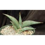 Sansevieria rorida (Lav 23319) 8-inch pots