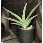 Sansevieria rorida (Lav 23319) 2-gallon pots