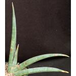 Sansevieria rorida (Lav 23319) 8-inch pots